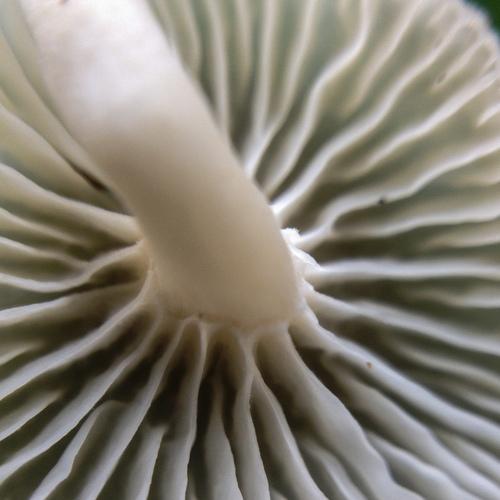 Photo #3979953