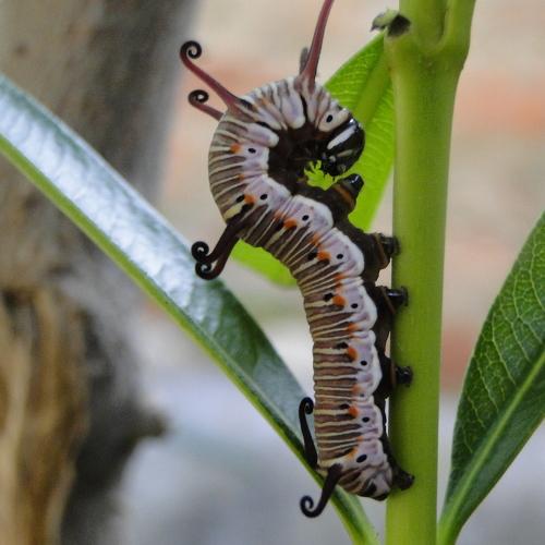 Caterpillar