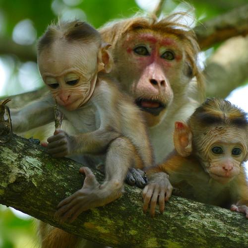 Monkey family