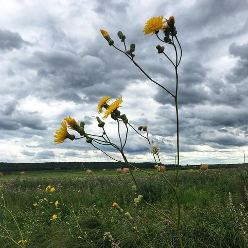 Photo #3981197