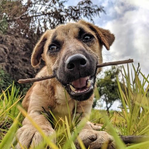 Photo #3984414