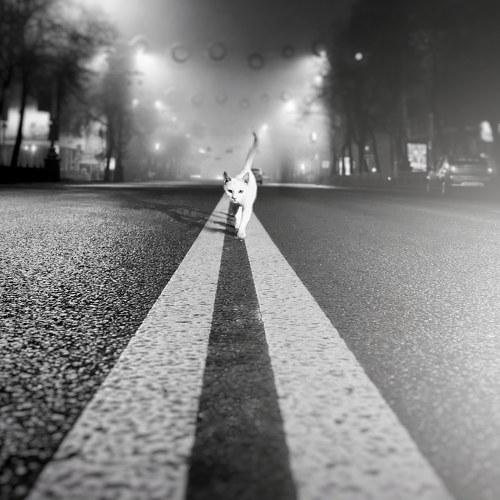 Photo #3985852