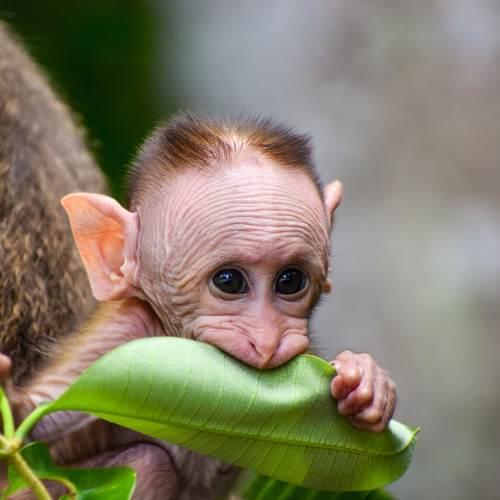 Cuteness in the wild