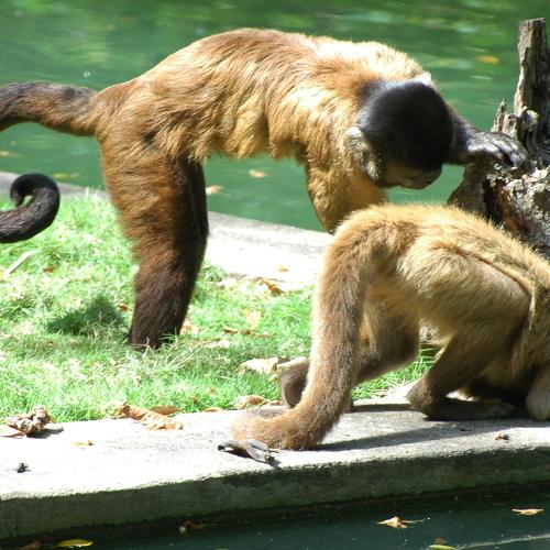 Monkey 1