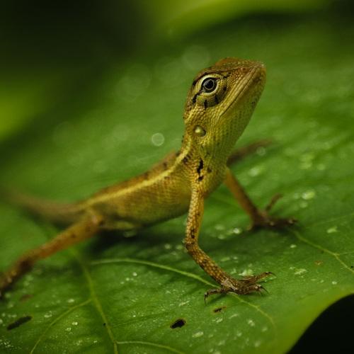 Small lizard in Greenland