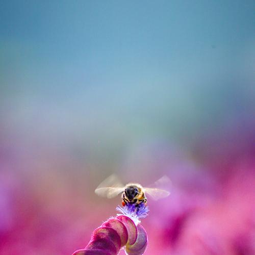 Queen bee