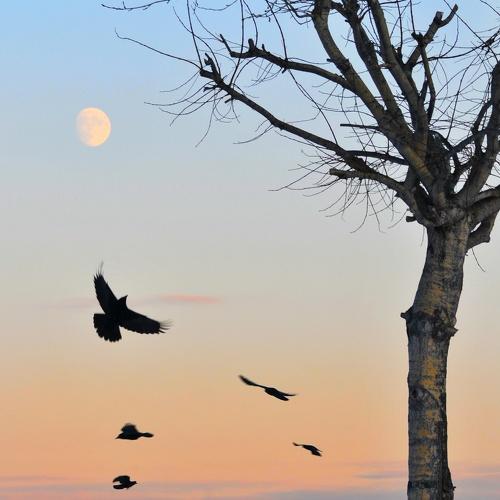 Photo #3997787
