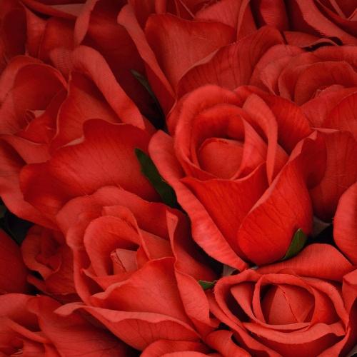Photo #4000783