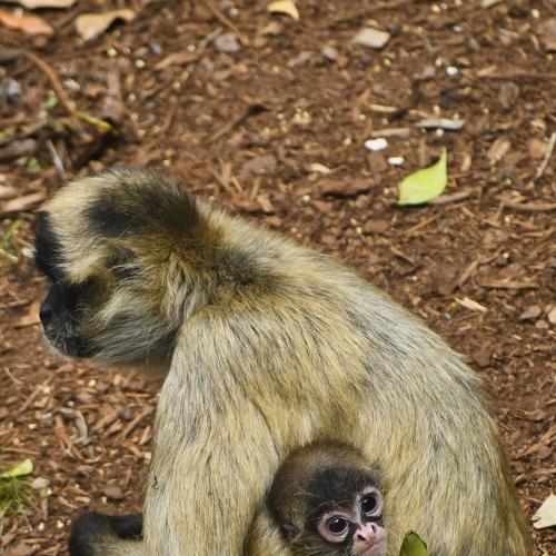 Photo #4003063