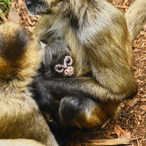Photo #4003066