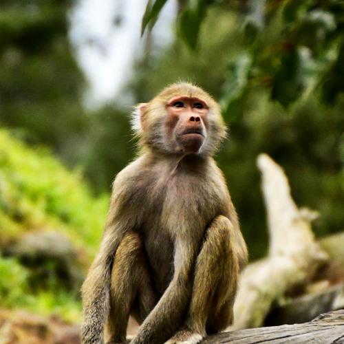 Photo #4003128