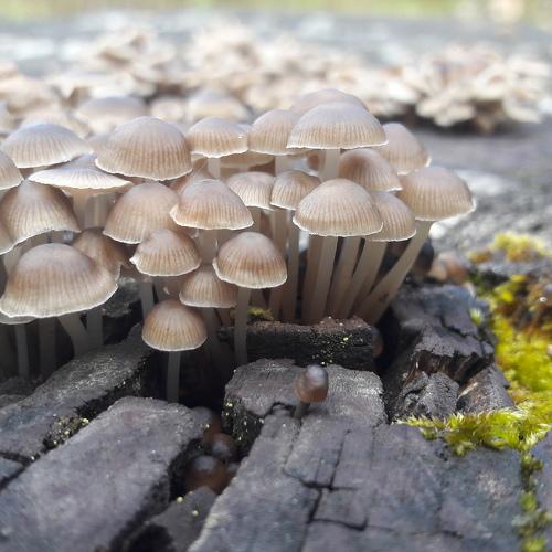 Fungus