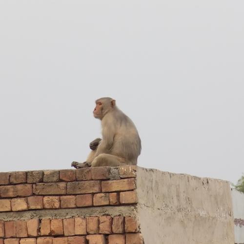 Monkey