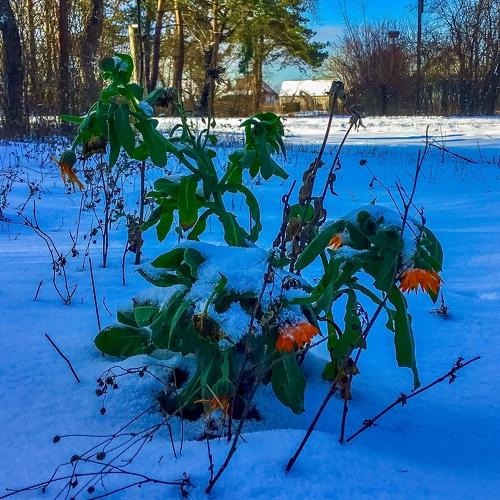 Photo #4006954