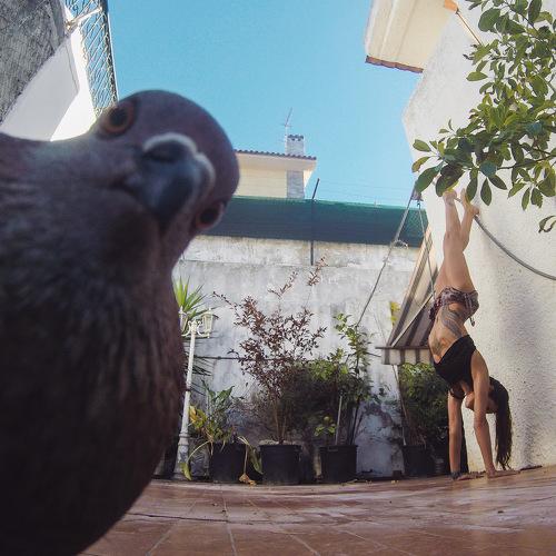 Pigeon Selfie