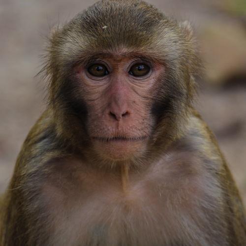 Photo #4007481