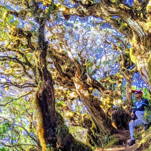 Amazing Mossy Forest