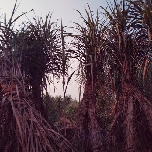 Photo #4008915