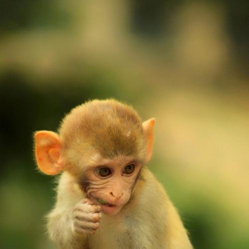 Photo #4009037