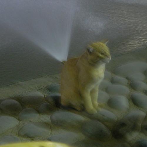 кот-освежитель
