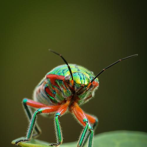 Indian Jewel Bug