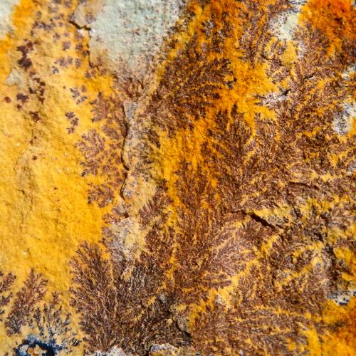 Natural fern patterns