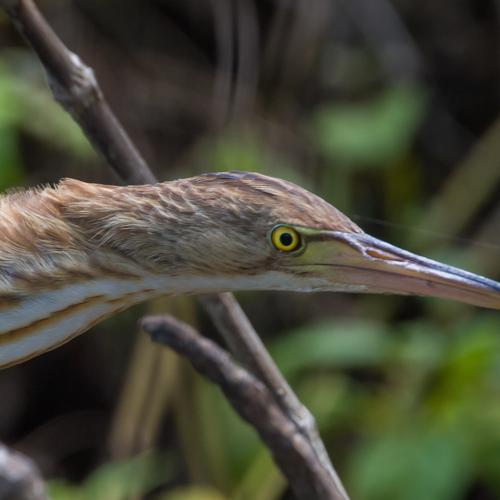 Yellow eye