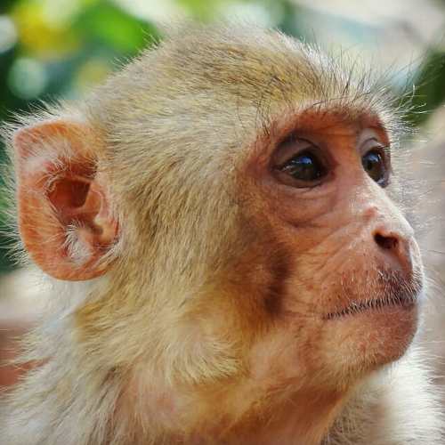 Monkey photo