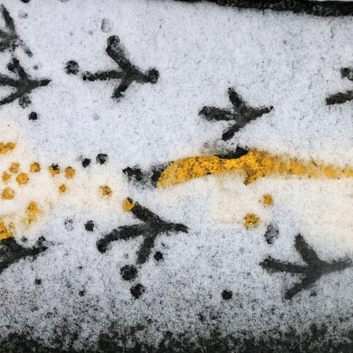 Photo #4016490