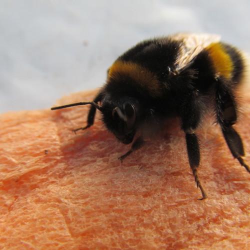 Photo #4016575