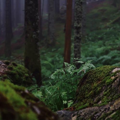 Photo #4017280
