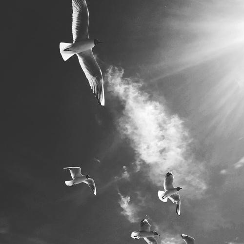 Photo #4017354