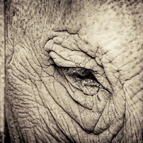 A captive eye
