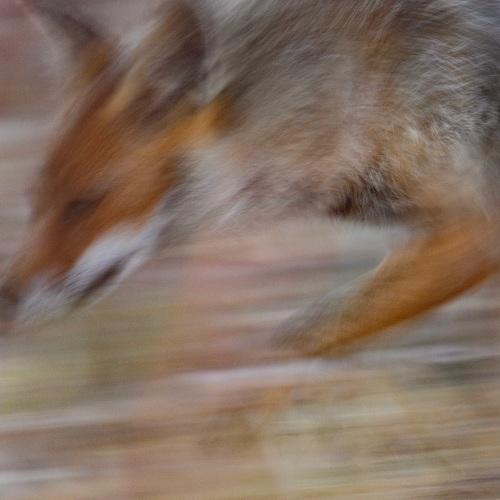 Photo #4017861