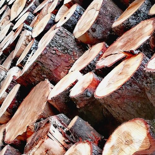 Photo #4018231