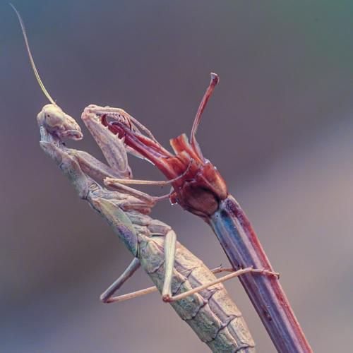 Mantis Religiosa, brown morph