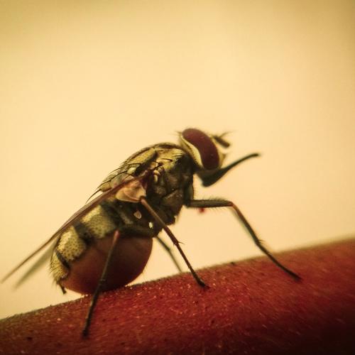 Macro.