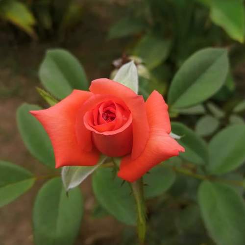 Rose