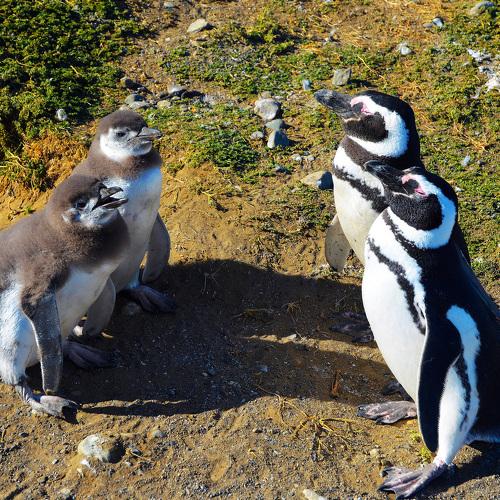 Пингвины Патагонии