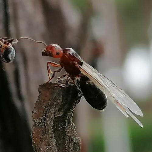 Photo #4020660