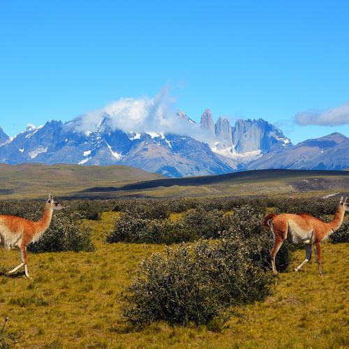 Грациозные гуанако