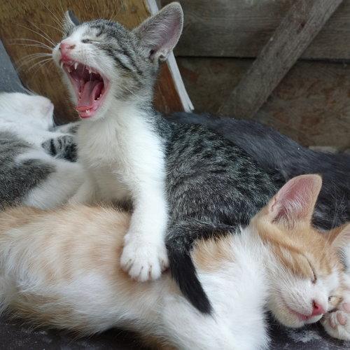 Photo #4027226
