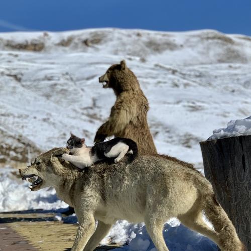 Photo #4028156