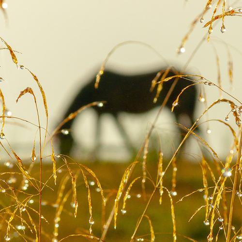 Photo #4028732