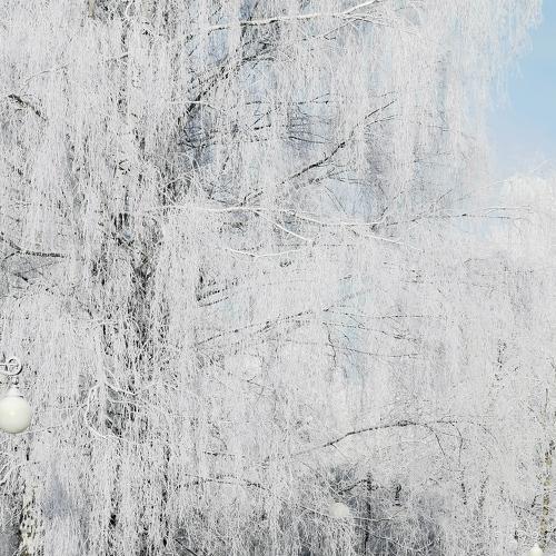 Photo #4028926