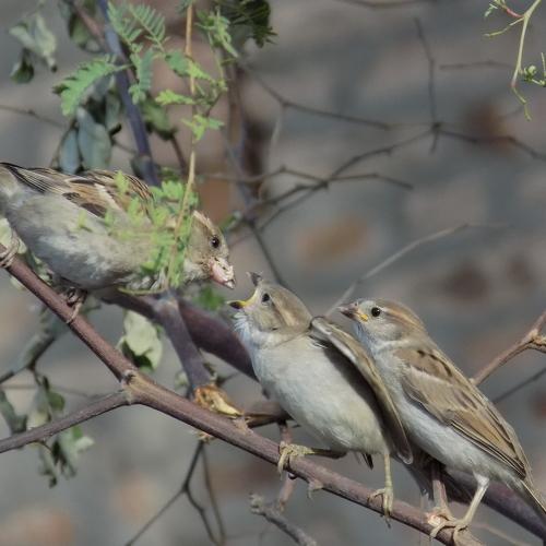 Photo #4029191