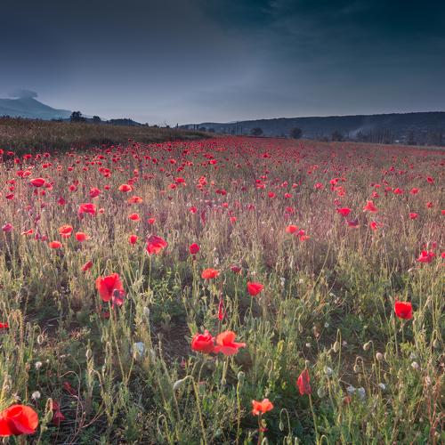 Photo #4030170