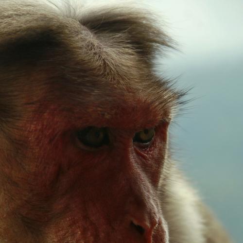 Photo #4030350