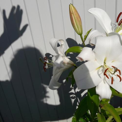 Photo #4031402
