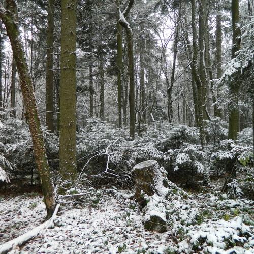 Photo #4033458